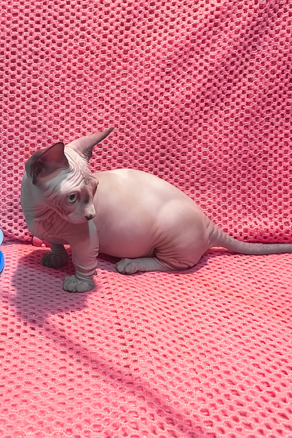 Atlas | Bambino Sphynx Kitten