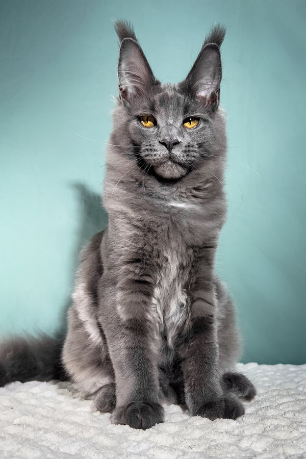 Aceberg | Maine Coon Kitten