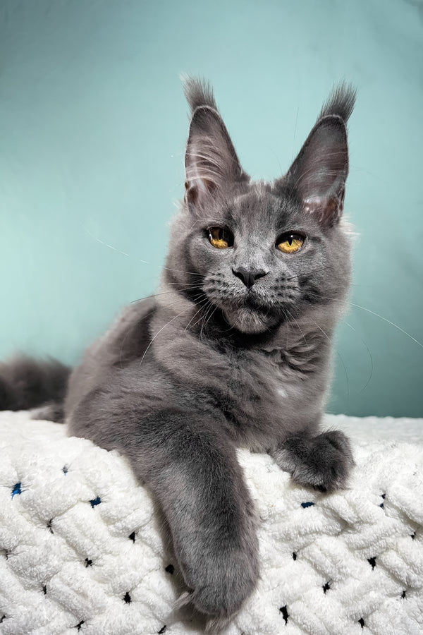 Aceberg | Maine Coon Kitten