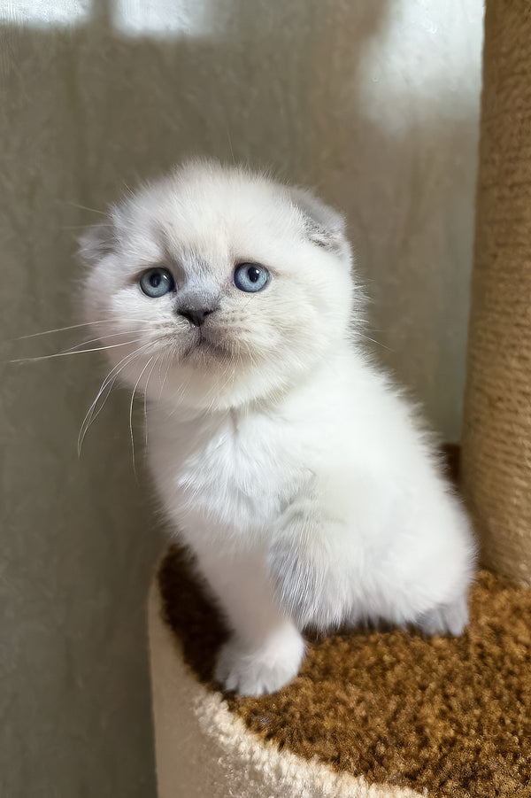 Adel | Scottish Fold Kitten
