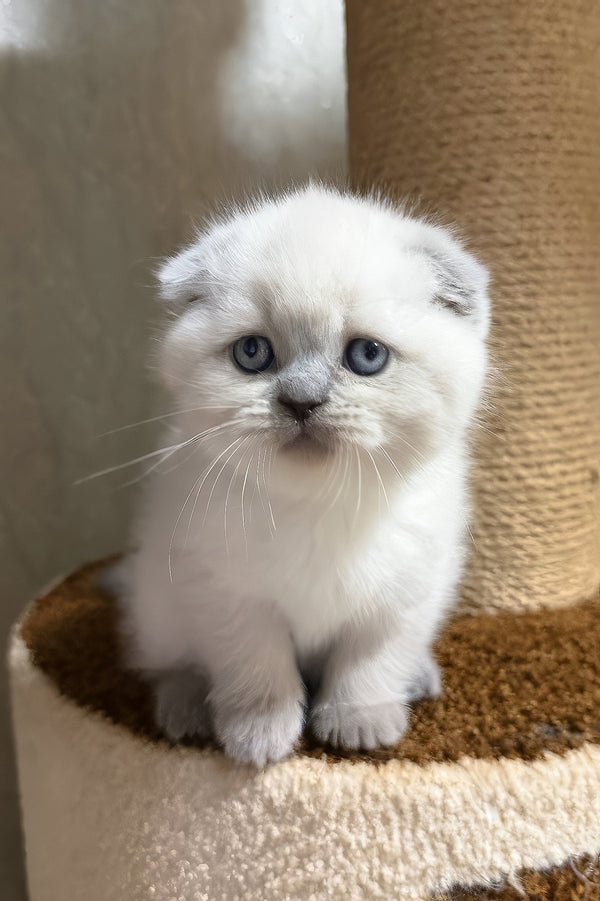 Adel | Scottish Fold Kitten