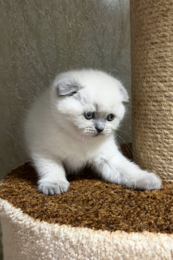 Adel | Scottish Fold Kitten