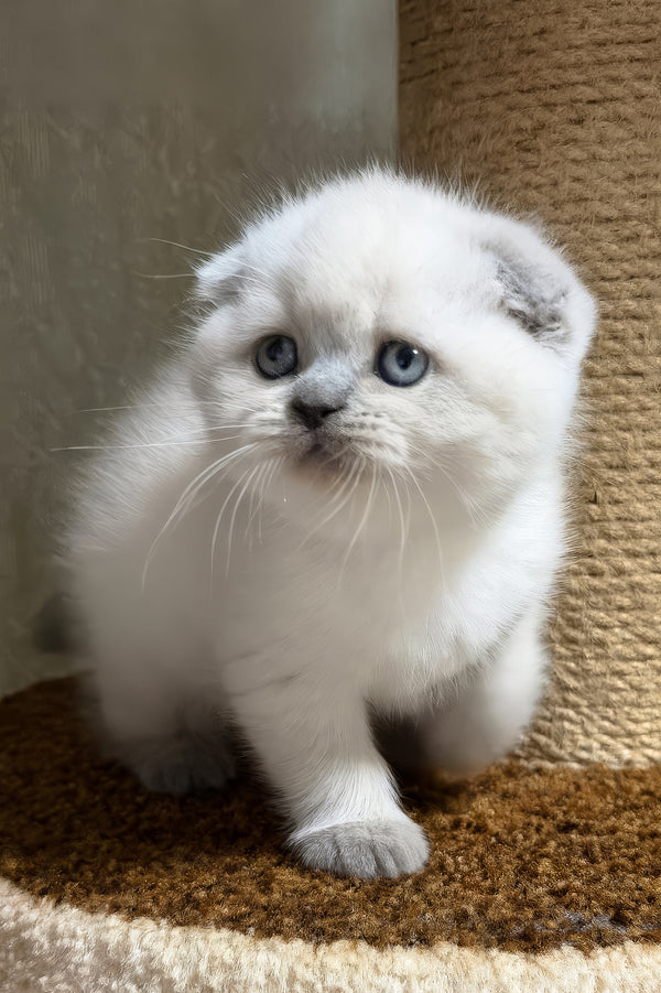 Adel | Scottish Fold Kitten