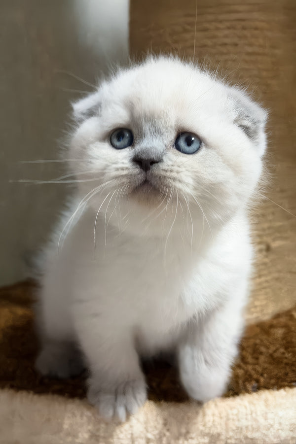 Adel | Scottish Fold Kitten