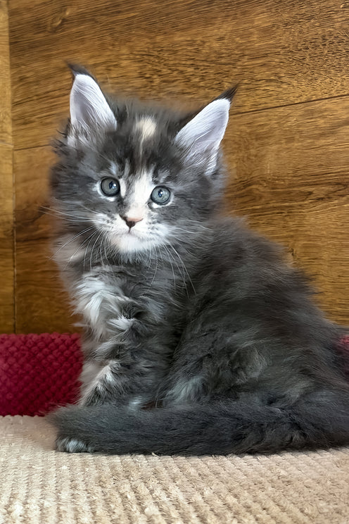 Afel | Maine Coon Kitten