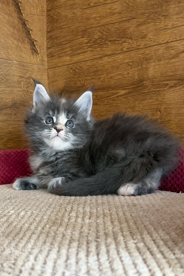 Afel | Maine Coon Kitten