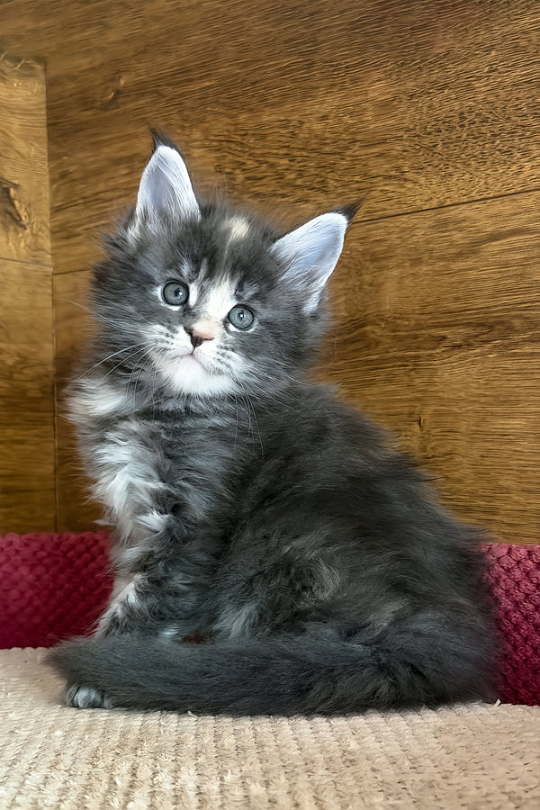 Afel | Maine Coon Kitten