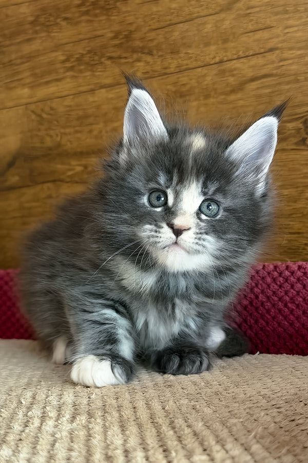 Afel | Maine Coon Kitten