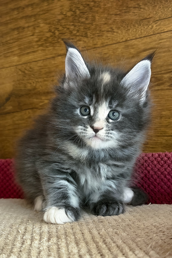 Afel | Maine Coon Kitten
