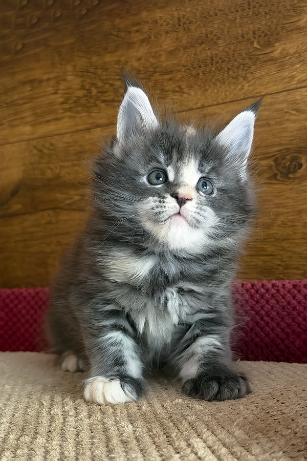 Afel | Maine Coon Kitten