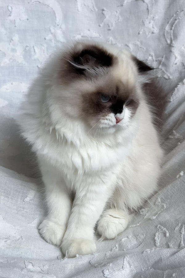 Afina | Scottish Straight Longhair Kitten