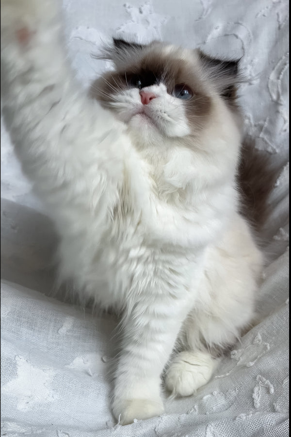Afina | Scottish Straight Longhair Kitten