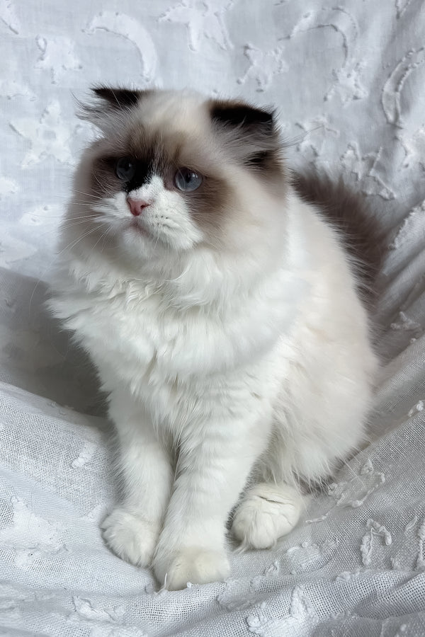 Afina | Scottish Straight Longhair Kitten