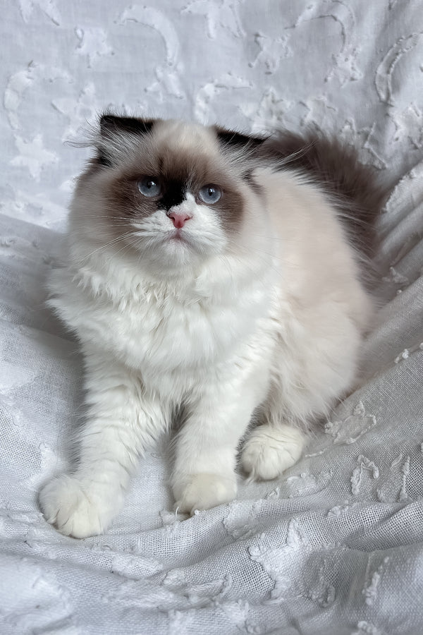 Afina | Scottish Straight Longhair Kitten