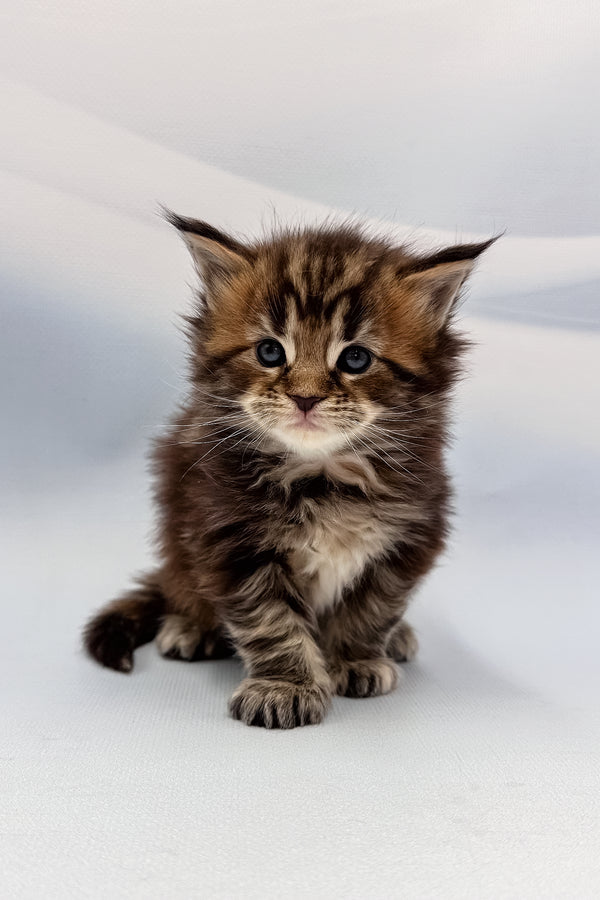 Agasha | Maine Coon Kitten