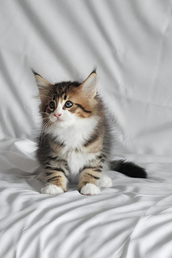 Akim | Norwegian Forest Kitten