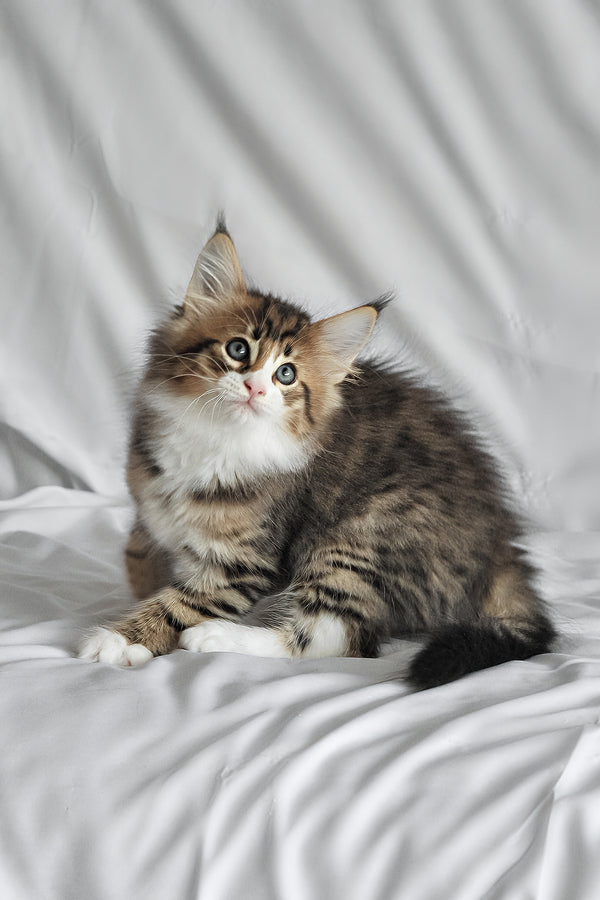 Akim | Norwegian Forest Kitten