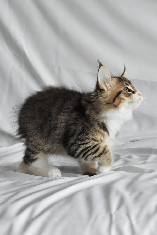 Akim | Norwegian Forest Kitten