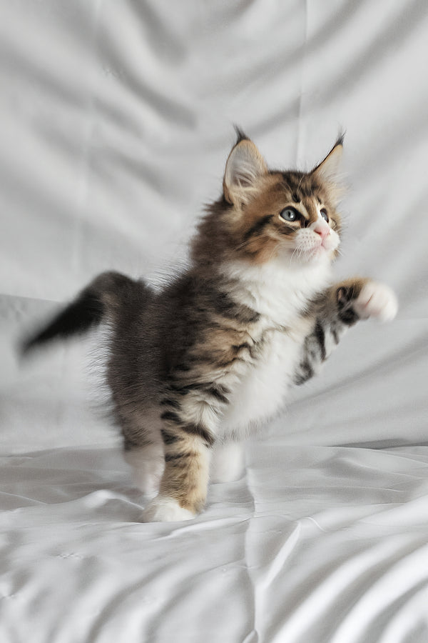 Akim | Norwegian Forest Kitten