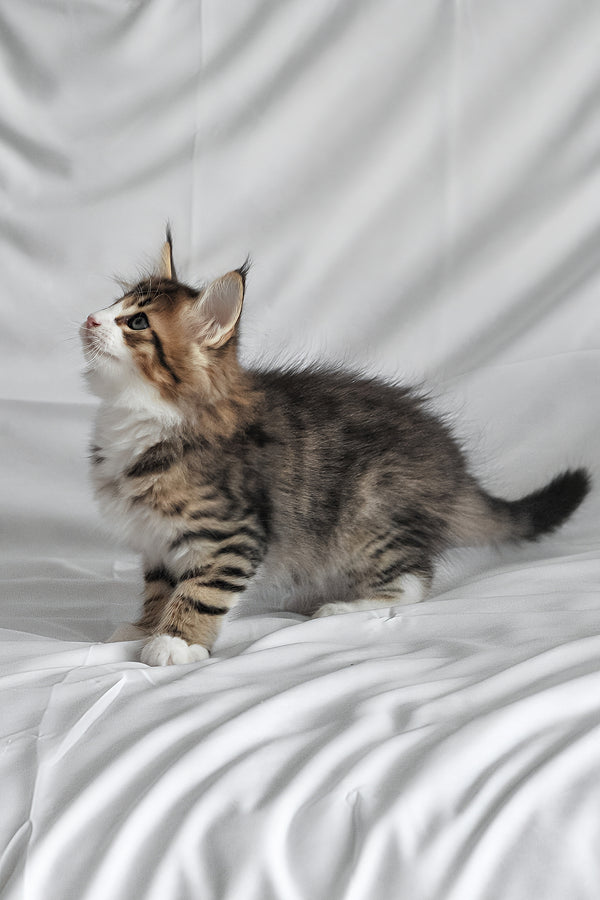 Akim | Norwegian Forest Kitten