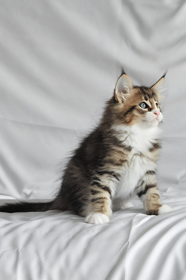 Akim | Norwegian Forest Kitten