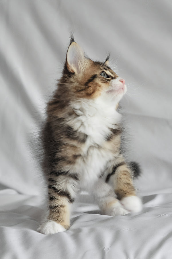 Akim | Norwegian Forest Kitten