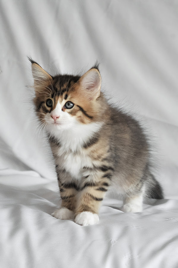Akim | Norwegian Forest Kitten