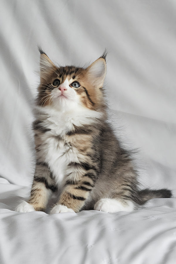 Akim | Norwegian Forest Kitten
