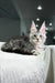 Alcorley | Maine Coon Kitten