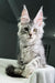 Alcorley | Maine Coon Kitten