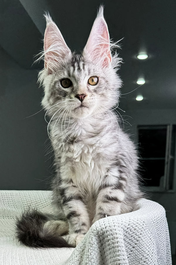 Alcorley | Maine Coon Kitten