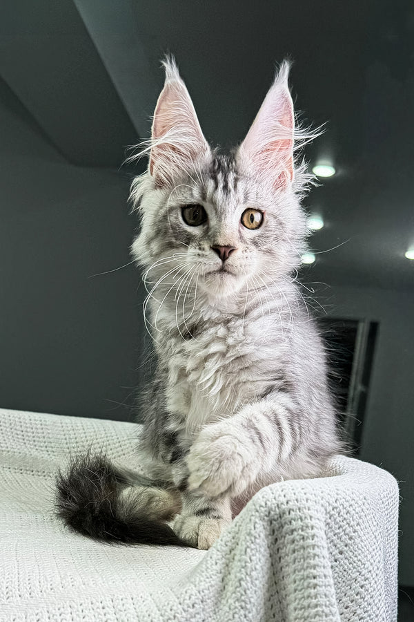 Alcorley | Maine Coon Kitten