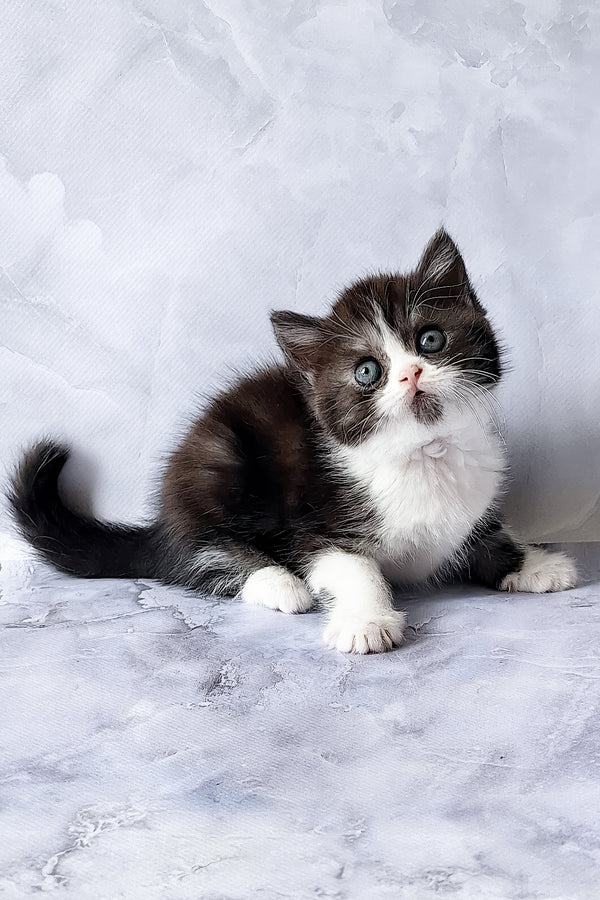 Aldo | Scottish Straight Kitten