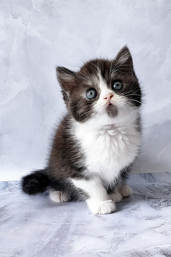 Aldo | Scottish Straight Kitten