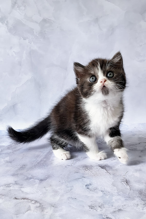 Aldo | Scottish Straight Kitten