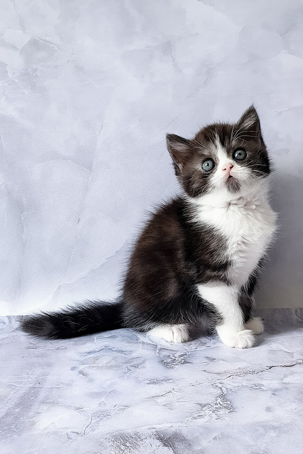 Aldo | Scottish Straight Kitten