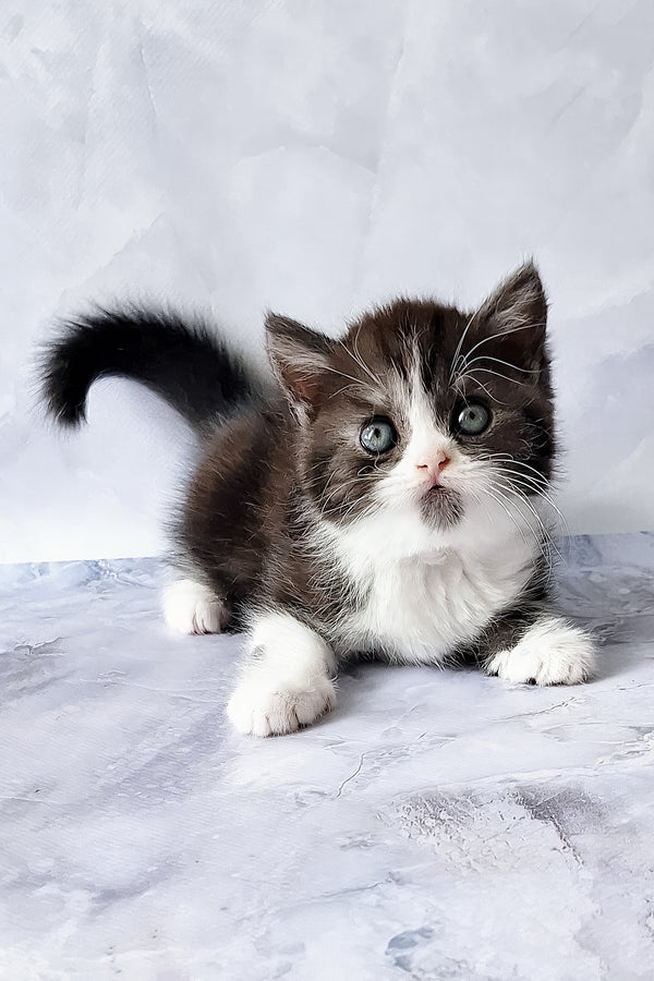 Aldo | Scottish Straight Kitten