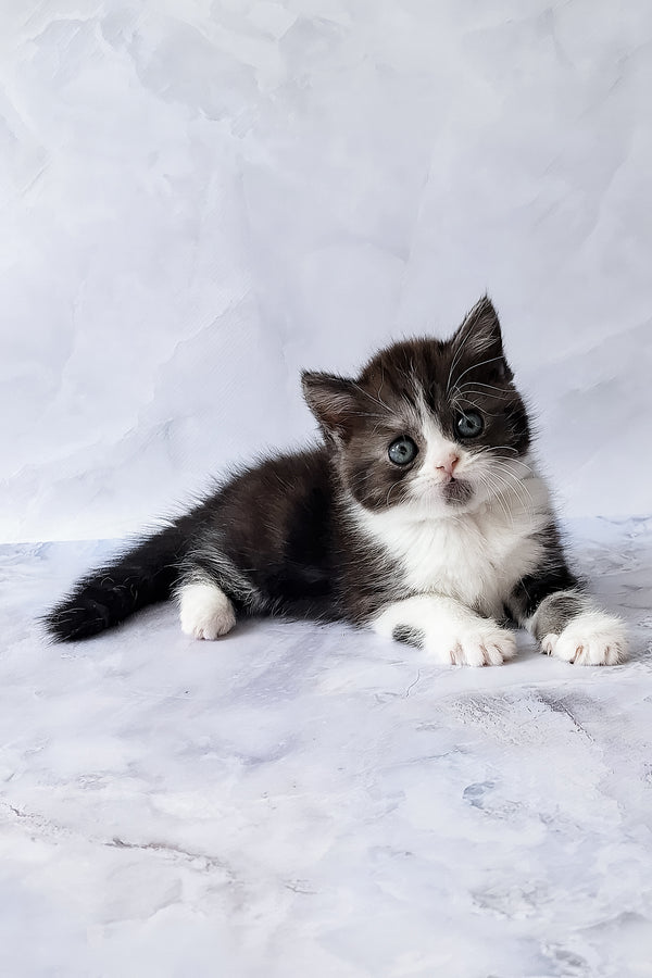 Aldo | Scottish Straight Kitten