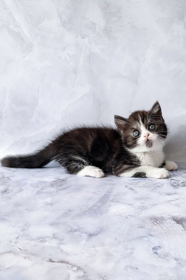 Aldo | Scottish Straight Kitten