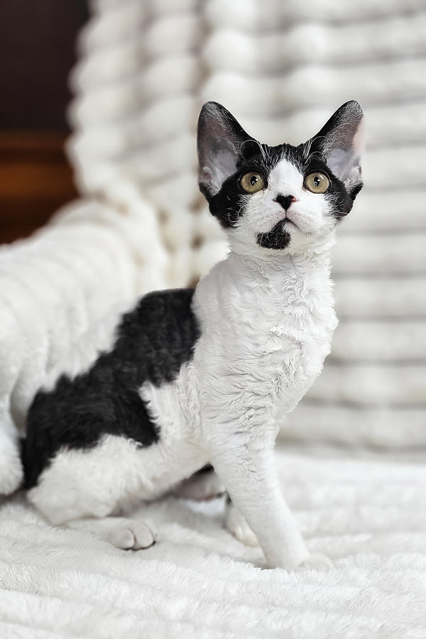 Alla | Devon Rex Kitten