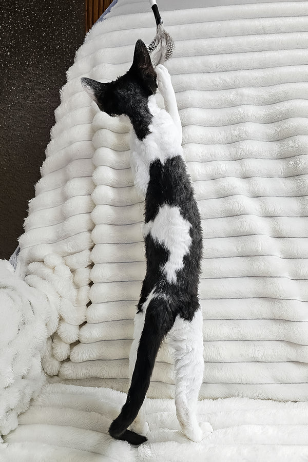 Alla | Devon Rex Kitten