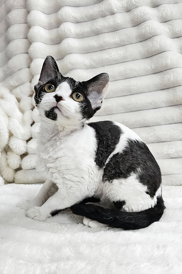 Alla | Devon Rex Kitten
