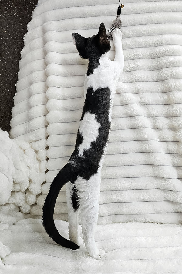 Alla | Devon Rex Kitten
