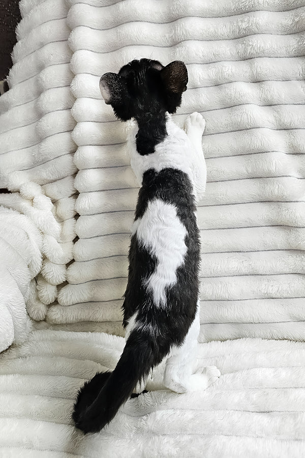 Alla | Devon Rex Kitten