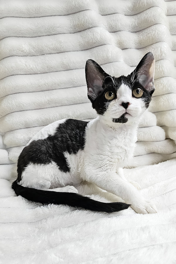 Alla | Devon Rex Kitten