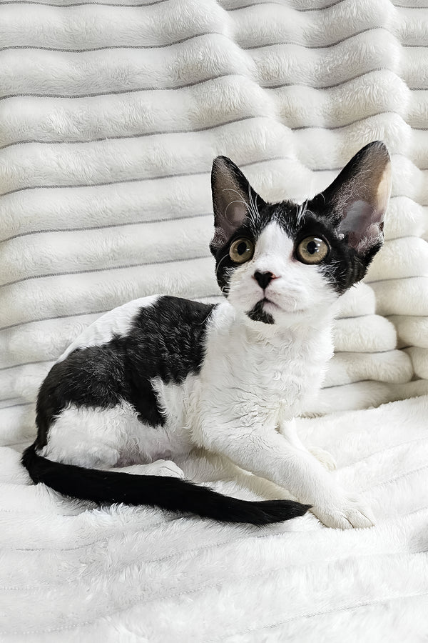 Alla | Devon Rex Kitten