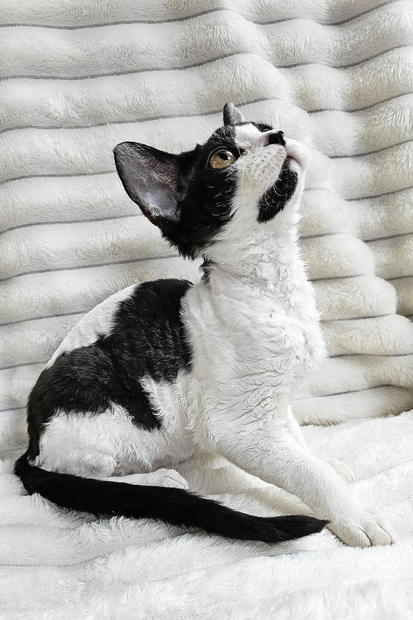 Alla | Devon Rex Kitten