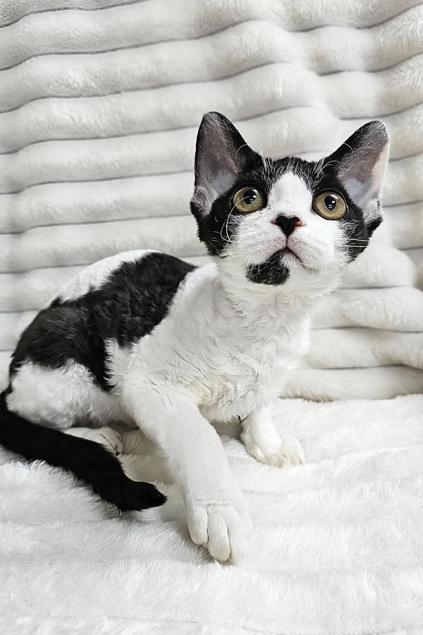 Alla | Devon Rex Kitten