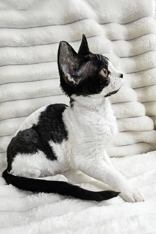 Alla | Devon Rex Kitten