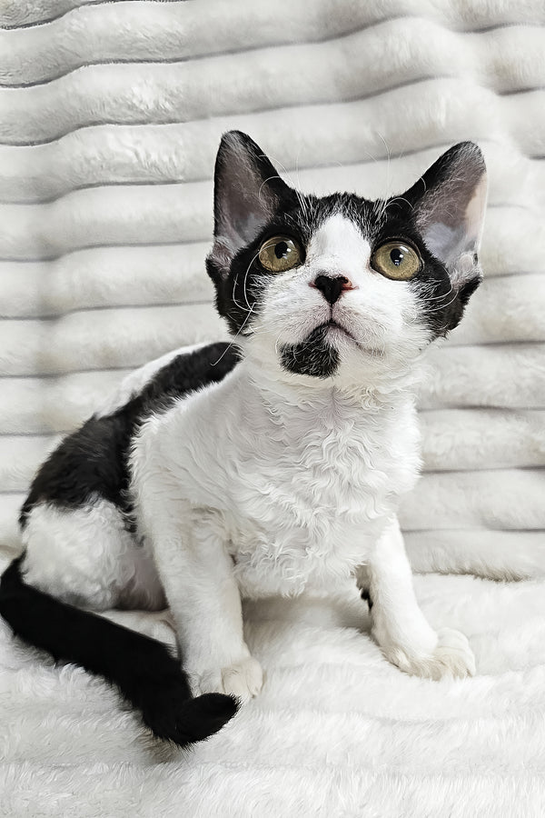 Alla | Devon Rex Kitten